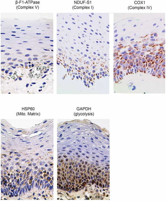 Immunohistochemical stainings in normal human mucosa for marker proteins quantified in this study (magnification x1000). Mito. Matrix = Mitochondrial Matrix.