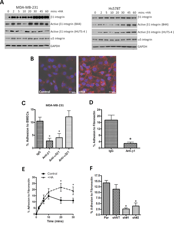 HA signaling promotes activation of &#x03B2;1-integrin receptors and promotes &#x03B2;1-integrin-mediated cell adhesion.