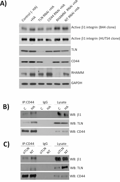 Characterization of mechanisms underpinning CD44-promoted integrin activation.