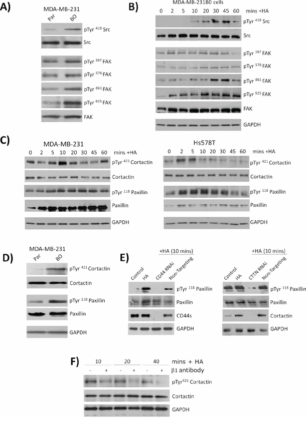 CD44 signaling promotes the phosphorylation of cytoskeletal proteins cortactin and paxillin.