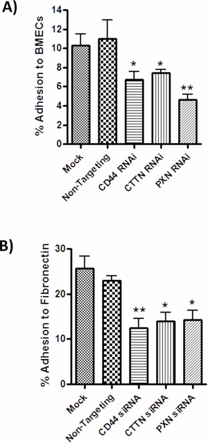 CD44 promoted cytoskeletal signaling mediates adhesion to endothelial monolayers and Fibronectin-enriched matrices.