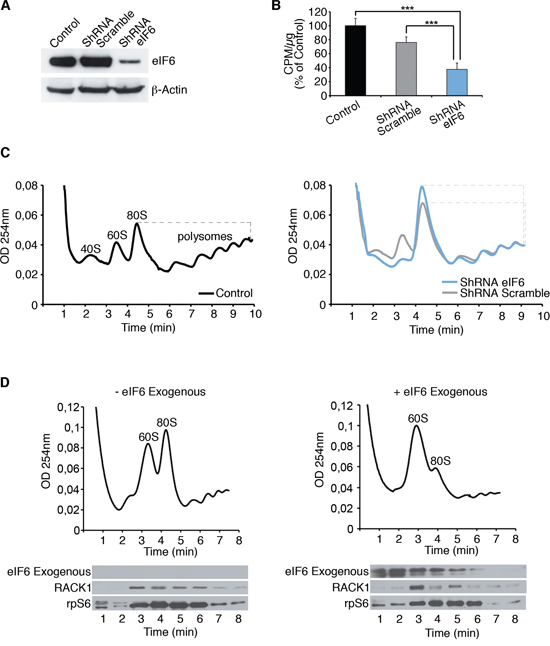 eIF6 antiassociation activity modulates the inititiation of translation of REN cells.