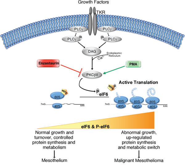 Simplified graphical summary of eIF6 activity in Malignant Pleural Mesothelioma.