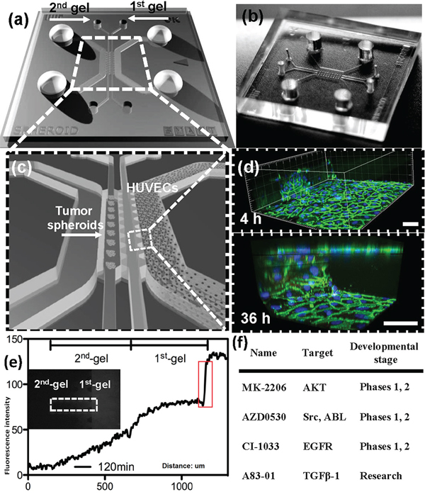 Microfluidic co-culture platform for drug screening.