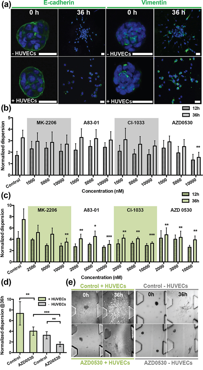 Screening therapeutic drugs on T24 aggregates over 36 h in the presence/absence of HUVECs.