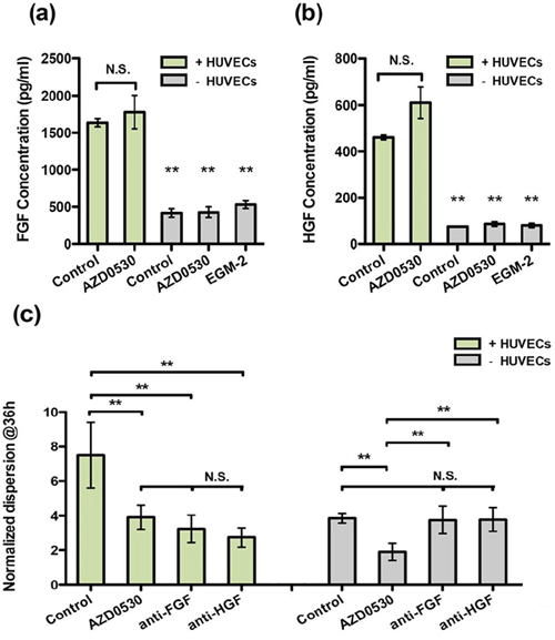 Analysis of endothelial cell secretion of HGF and FGF-2 in co-culture or by T24 cells alone (AZD-0530 was used alone at 10 &#x03BC;M, EGM-2 is the medium control).