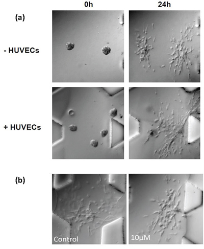 Blocking integrin &#x03B2;1 assay in microfluidic device.