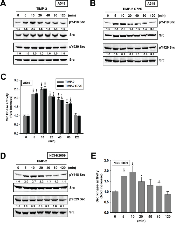 Activation of c-Src kinase activity by TIMP-2 or TIMP-2 C72S.