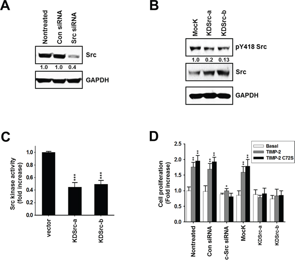 Effect of TIMP-2 or TIMP-2 C72S on growth-stimulatory activity in c-Src siRNA-transfected cells and in kinase-dead Src (K297R) A549 cell lines.