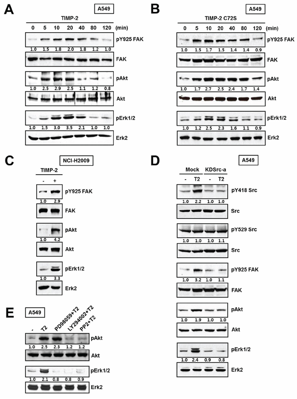 Effect of TIMP-2 or TIMP-2 C72S on the activation of downstream signaling proteins.