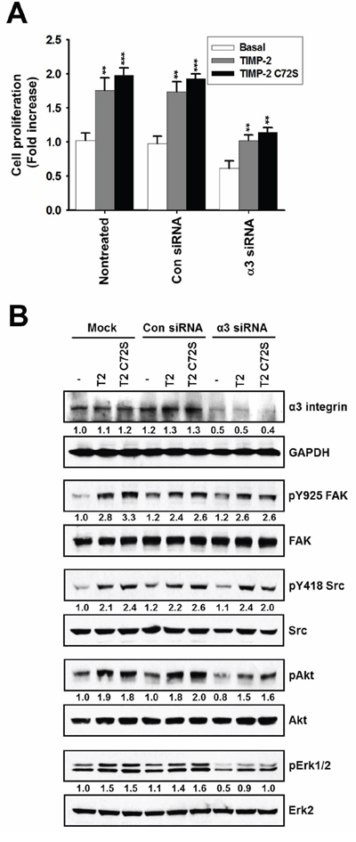 Effect of TIMP-2 or TIMP-2 C72S on growth-stimulatory activity in &alpha;3 integrin siRNA-transfected A549 cells.