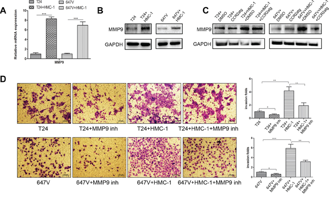 EMT could function via increasing MMP9 to enhance BCa cell invasion.