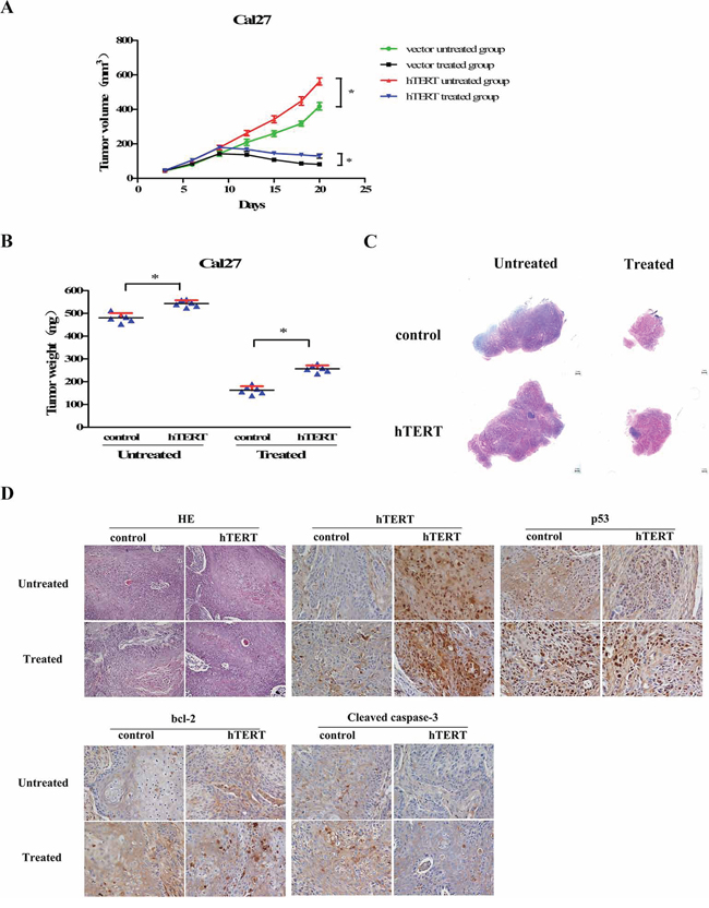 hTERT suppresses the cisplatin sensitivity of cancer cells in vivo.