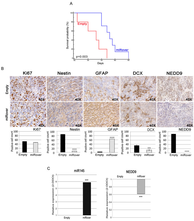Effects of miR-145 overexpression in vivo.