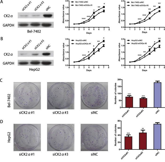 CK2&#x03B1; was essential for hepatoma cell proliferation and colony-formation.