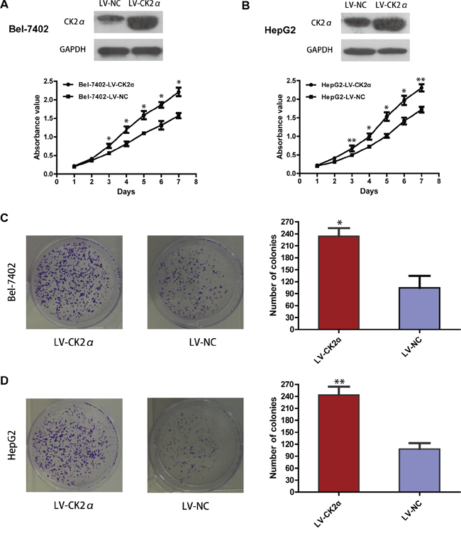 Growth-promoting role of CK2&#x03B1; in Bel-7402 and HepG2 cell lines.