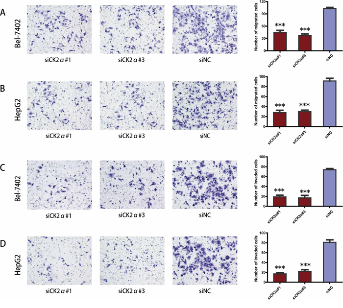 Suppression of hepatoma cell migration and invasion ability by CK2&#x03B1; silencing.
