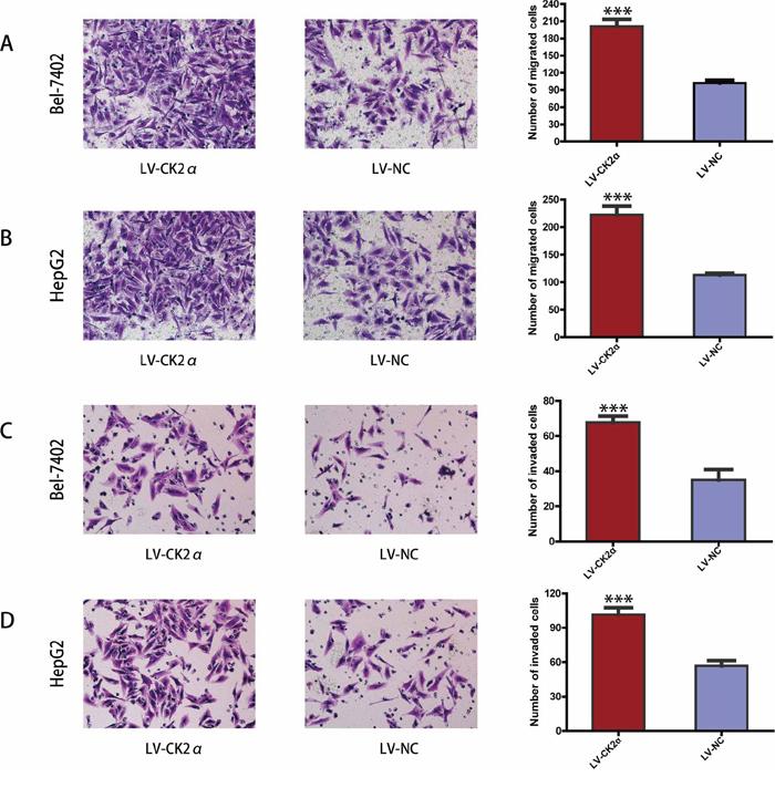 CK2&#x03B1; overexpression promoted hepatoma cell migration and invasion.