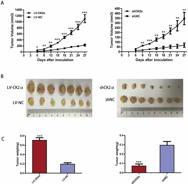 CK2&#x03B1; increase the tumorigenicity of HCC in vivo.