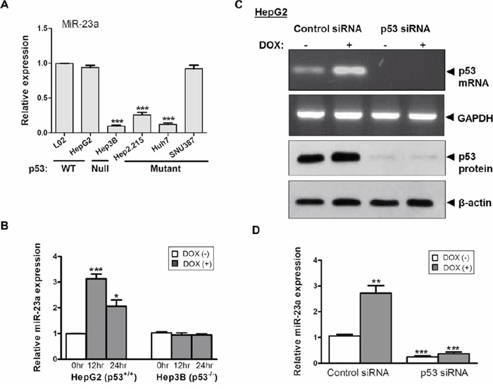 Expression of the tumor suppressor p53 and miR-23a in liver cancer cells.