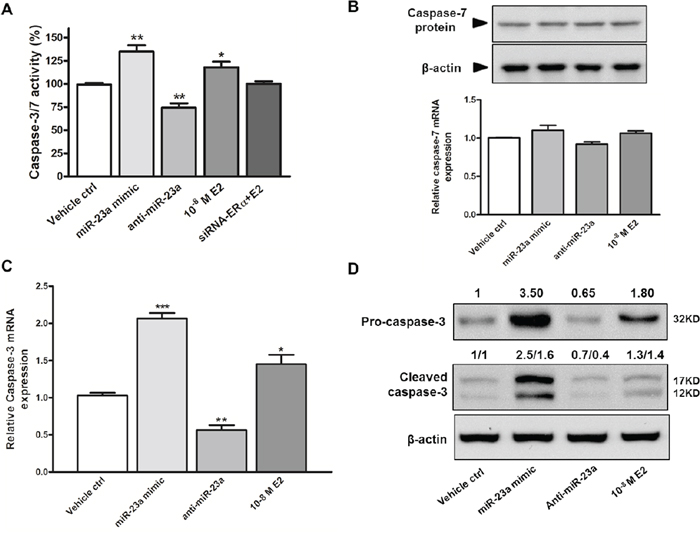 Effects of miR-23a on caspase-3/7 activity and apoptosis in SNU-387 cells.