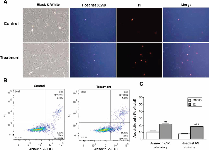 Estrogen induced apoptosis in SNU-387 cells.