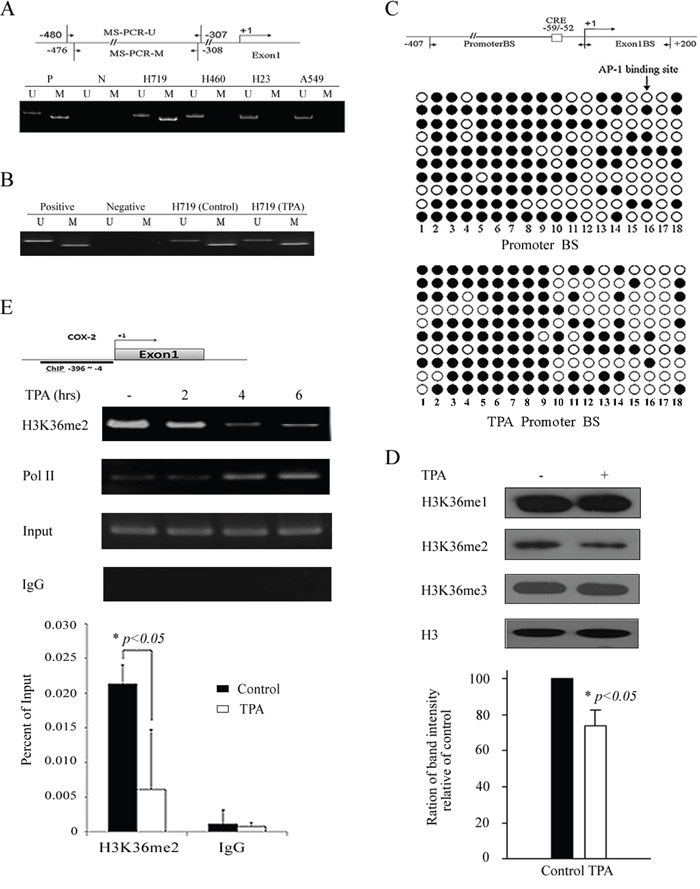 TPA reactivates COX-2 expression without affecting the DNA methylation status of its promoter but associates with H3K36 methylation.