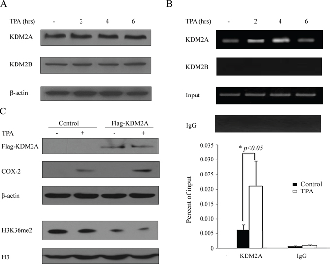 Lysine (K)-specific demethylase 2A (KDM2A) is involved in the TPA-induced reactivation of the COX-2 gene.