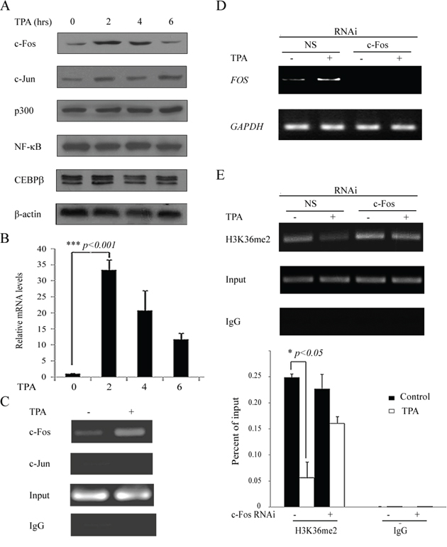 The upregulation of c-Fos is responsible for H3K36me2 reduction around the COX-2 promoter by TPA treatment.