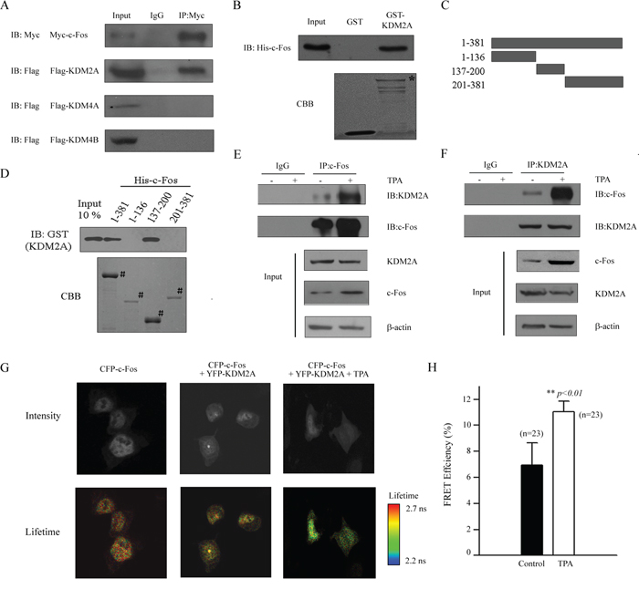 c-Fos interacts with KDM2A in vitro and in vivo.