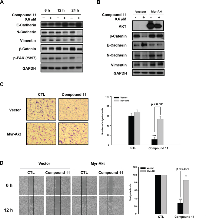 Compound 11 inhibits cell migration through downregulating Akt expression.