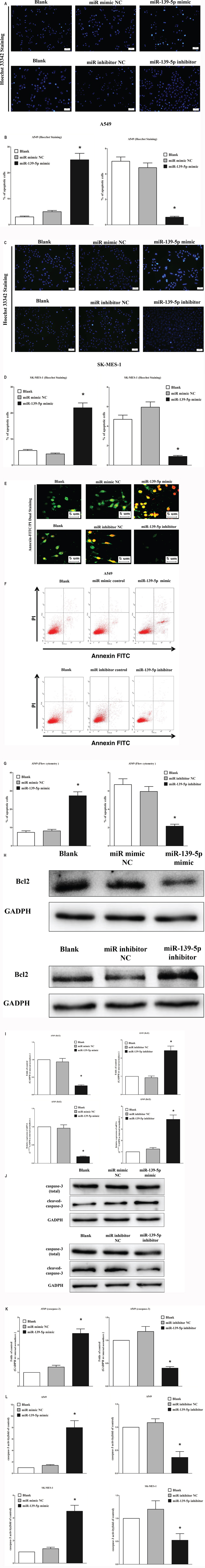 Ectopic expression of miR-139-5p promotes apoptosis in A549 and SK-MES-1 cells.