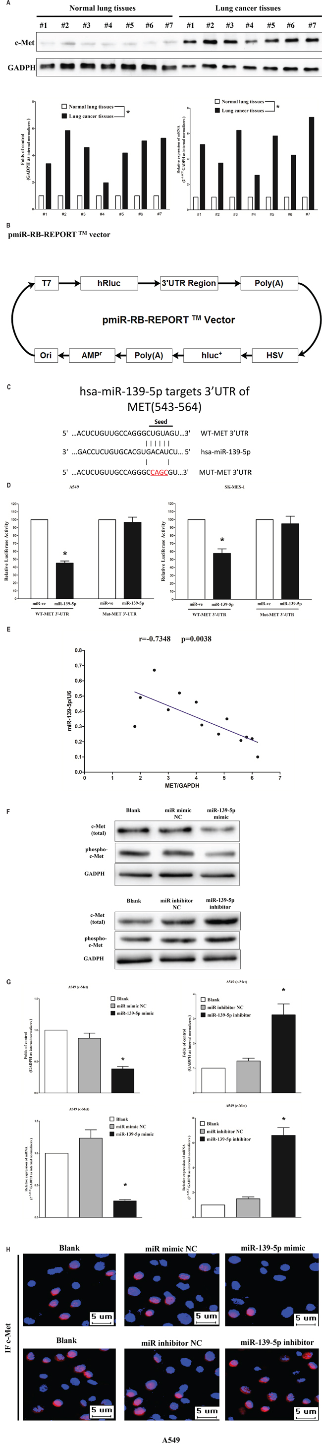 Oncogene MET is a target of miR-139-5p at specific 3&#x2032;-UTR site.