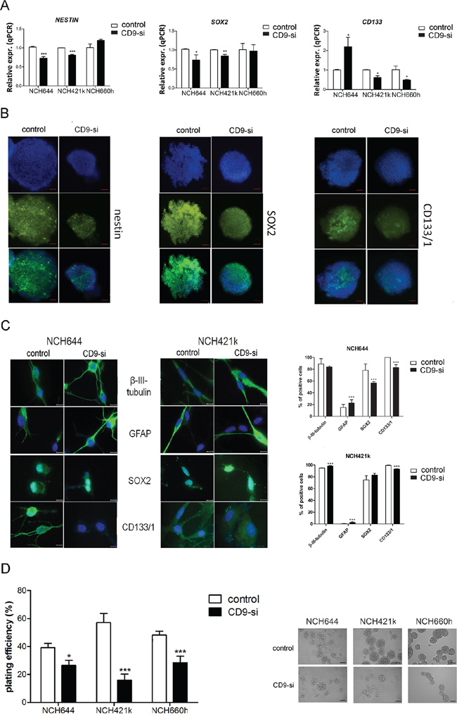 CD9 silencing effects on stem cell marker expression.