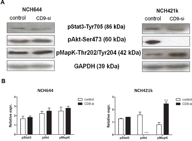 CD9 silencing affects the expression of signaling transducers in GSCs.