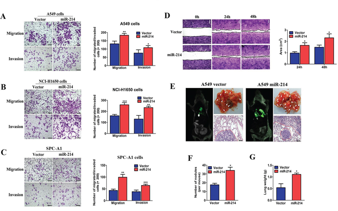 miR-214 enhances LAD cell migration and invasion in vitro and promotes their metastasis in vivo.