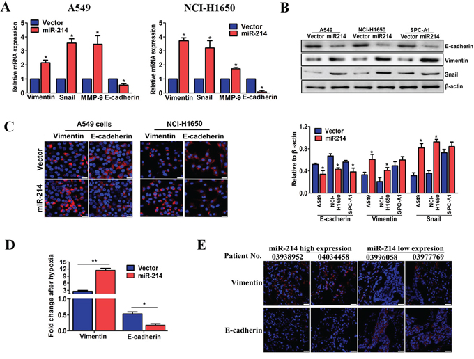 miR-214-promoted LAD metastasis is mediated by the EMT.