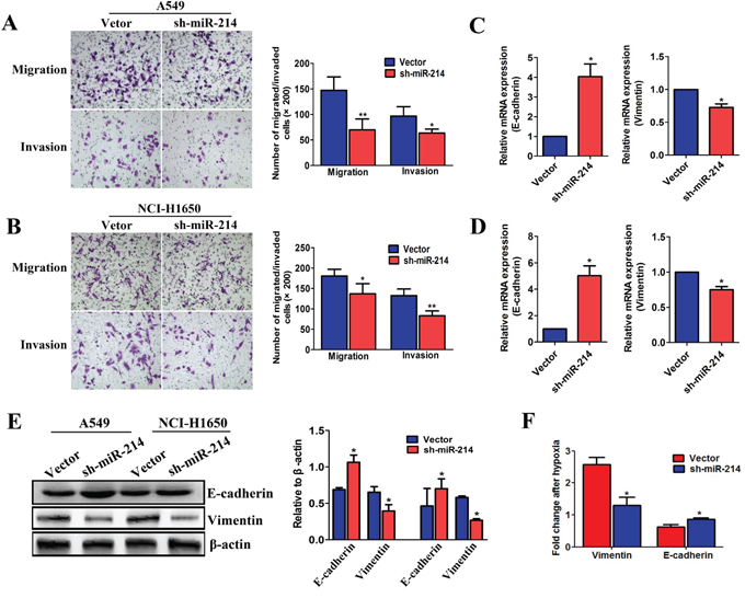 The down-regulation of miR-214 suppresses the EMT and migration ability in LAD cells.