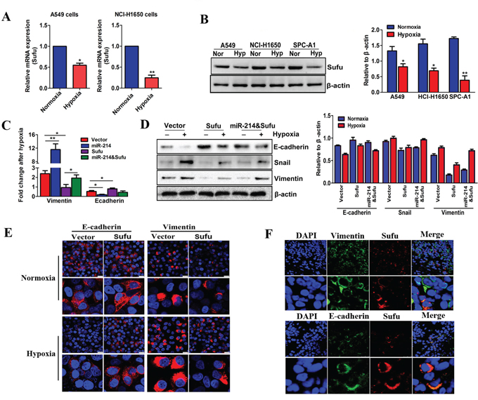 The miR-214-mediated EMT process in LAD cells depends on Sufu inhibition.