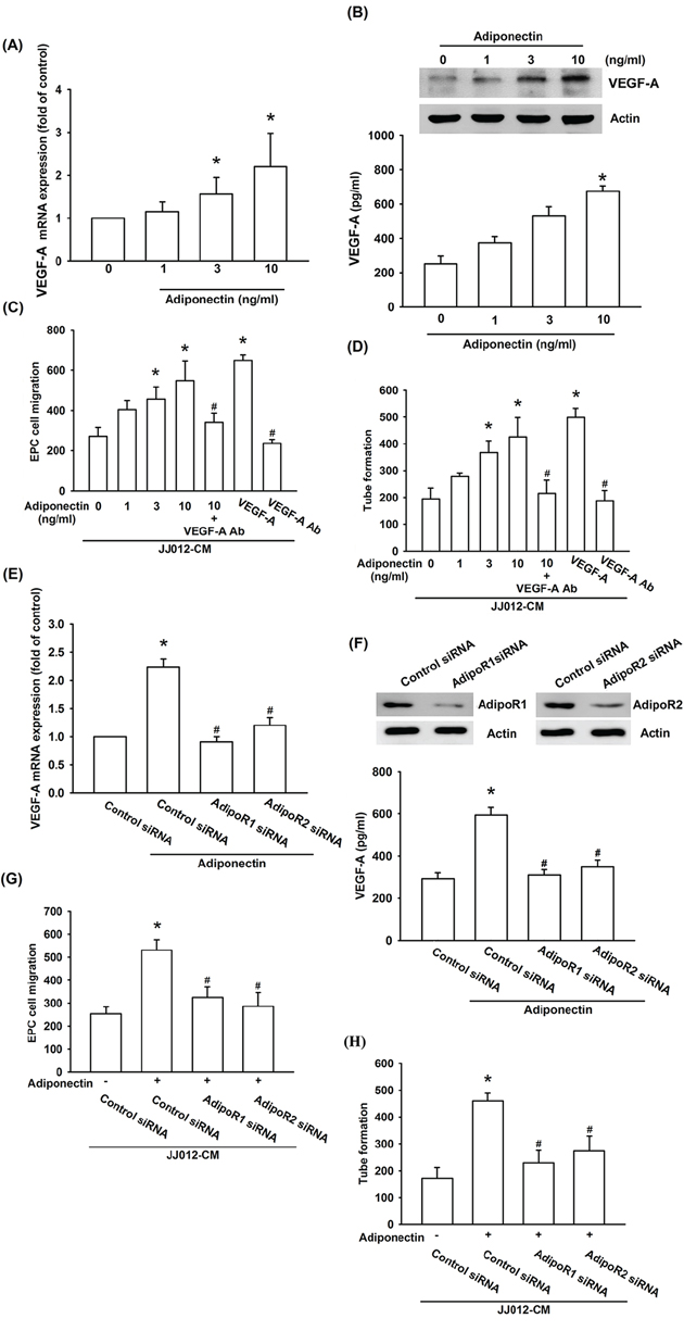 Adiponectin promotes VEGF-A expression in human chondrosarcoma cells through AdipoR1/R2 receptor.