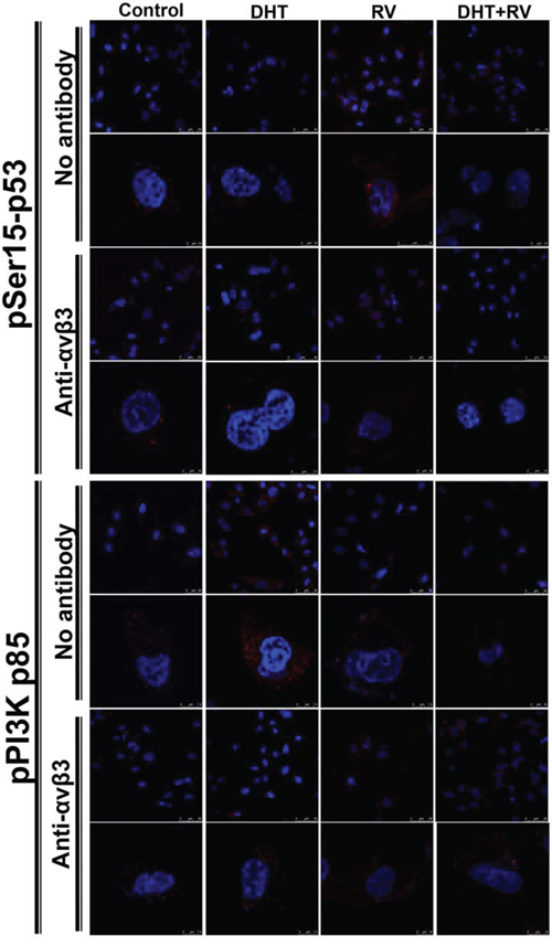 Blockage of integrin &#x03B1;v&#x03B2;3 activity by antibody inhibits DHT-induced PI3K activation in resveratrol-treated MDA-MB-231 cells.