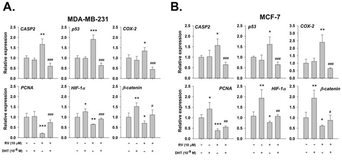 DHT inhibits resveratrol-induced pro-apoptotic gene expression.