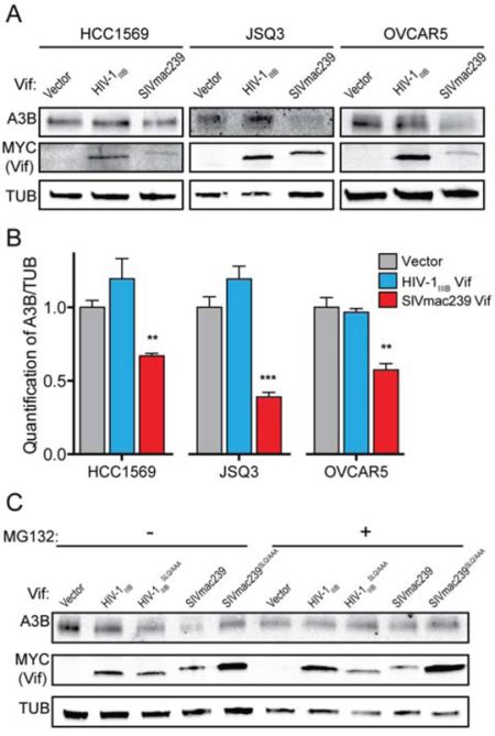 SIVmac239 Vif degrades endogenous huA3B in cancer cells.