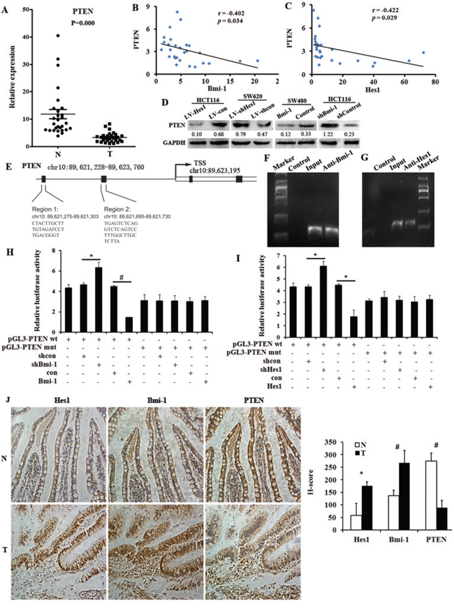 PTEN is directly regulated by Bmi-1 and Hes1 in colon cancer.