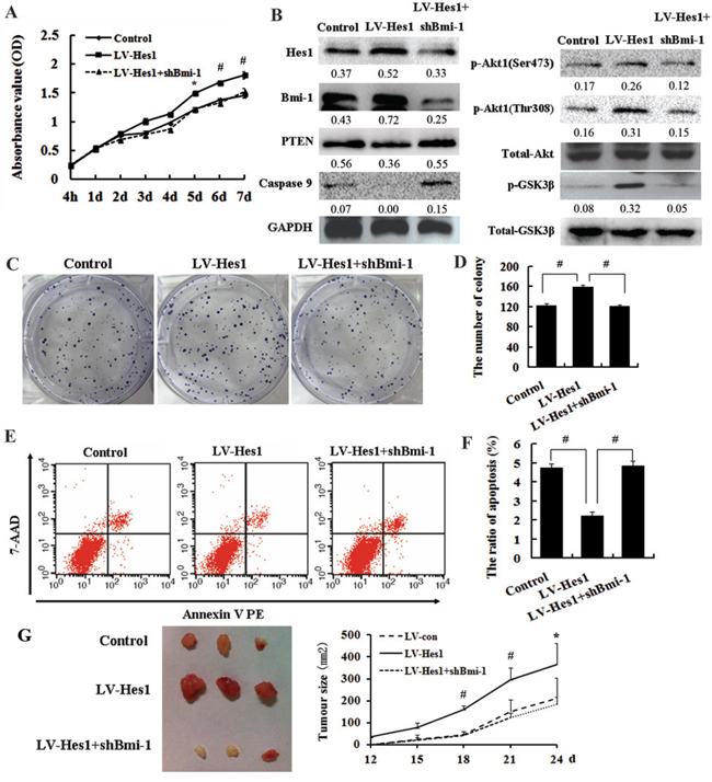 Bmi-1 is required for Hes1-mediated cell growth promotion and apoptosis inhibition.