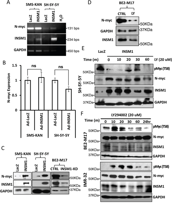 INSM1 increased N-myc protein levels through activation of PI3K/AKT/GSK3&#x03B2; signaling pathways and stabilized N-myc.