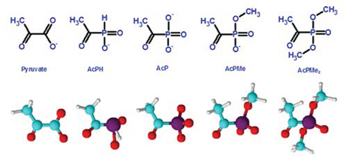 Structures of pyruvate and its synthetic analogs with the phosphinate or phosphonate group substituting for the leaving carboxyl group.