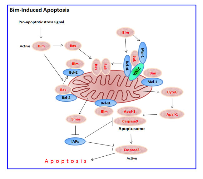 Bim-induced apoptosis.