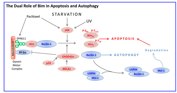 Bim at the cross-road between apoptosis and autophagy.