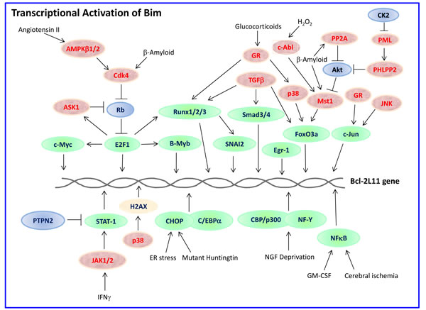 Transcriptional activation of Bim.